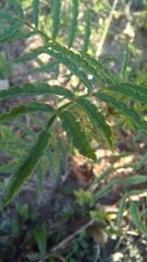 Tagetes