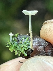 Strobilurus occidentalis