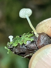 Strobilurus occidentalis