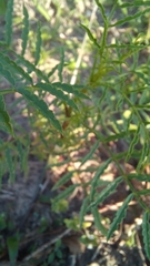 Tagetes