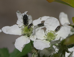 Acmaeodera