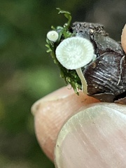 Strobilurus occidentalis