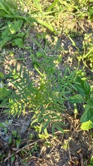 Tagetes