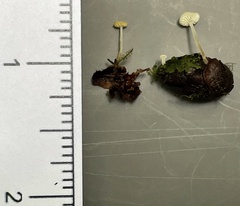 Strobilurus occidentalis