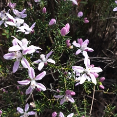 Philotheca salsolifolia