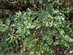 Quercus gambelii