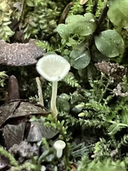 Strobilurus occidentalis