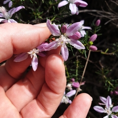 Philotheca salsolifolia
