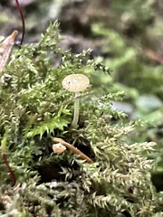 Strobilurus occidentalis