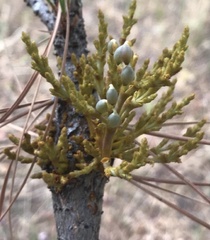 Arceuthobium campylopodum