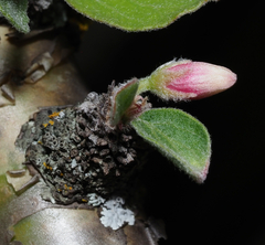 Jatropha neopauciflora