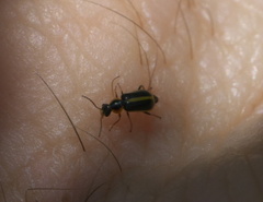 Attalus circumscriptus