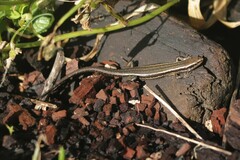 Oligosoma polychroma