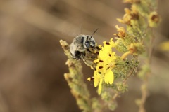 Anthophora urbana
