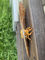 Antheraea yamamai yamamai