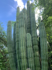 Pachycereus pecten-aboriginum