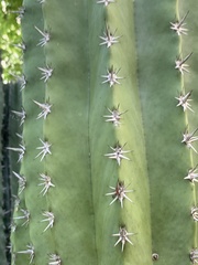 Pachycereus pecten-aboriginum