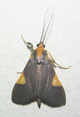 Ulopeza conigeralis