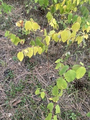 Apocynum androsaemifolium