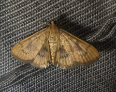 Psara dryalis