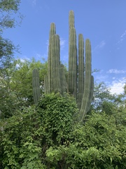 Pachycereus pecten-aboriginum