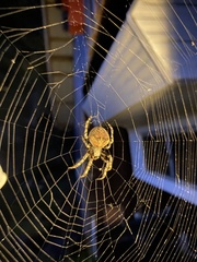Araneus gemmoides