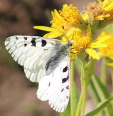 Parnassius smintheus