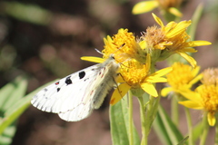 Parnassius smintheus