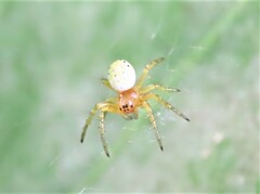 Araniella displicata