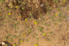 Centromadia fitchii