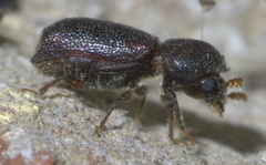 Prostephanus punctatus