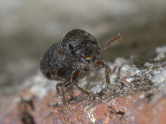 Prostephanus punctatus