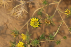 Centromadia fitchii