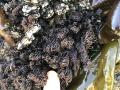 Odonthalia floccosa