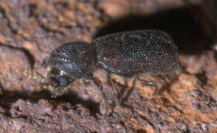 Prostephanus punctatus