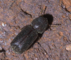 Prostephanus punctatus