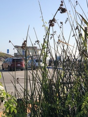 Schoenoplectus californicus