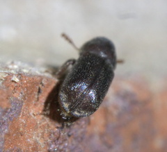 Prostephanus punctatus