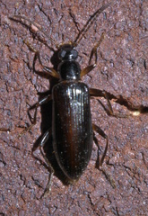 Statira