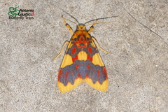 Barsine rubricostata