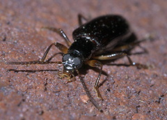 Statira