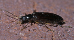 Statira