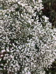 Eupatorium