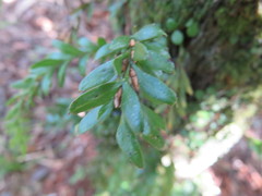 Tmesipteris tannensis