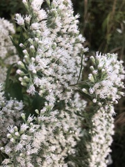 Eupatorium
