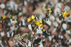 Senna artemisioides alicia