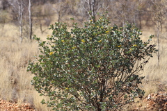 Senna artemisioides alicia