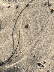 Coelopidae