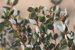 Senna artemisioides alicia