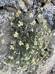 Artemisia albicans